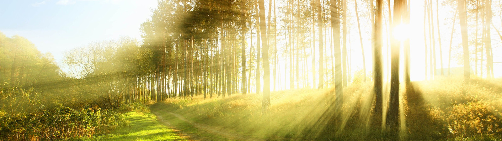Sunlit woodland